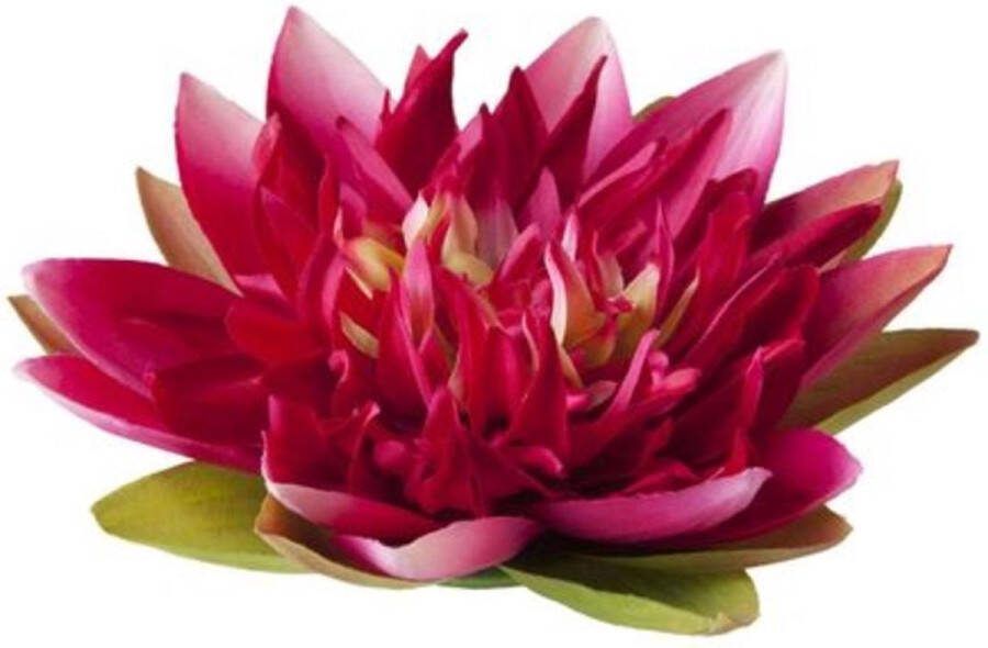 Velda Vijver Vijvertechniek Drijvende Vijverplant Lotus Fuchsia 17Cm