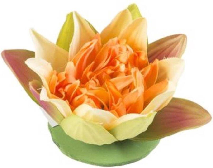 Velda Vijver Vijvertechniek Drijvende Vijverplant Lotus Geel 13Cm