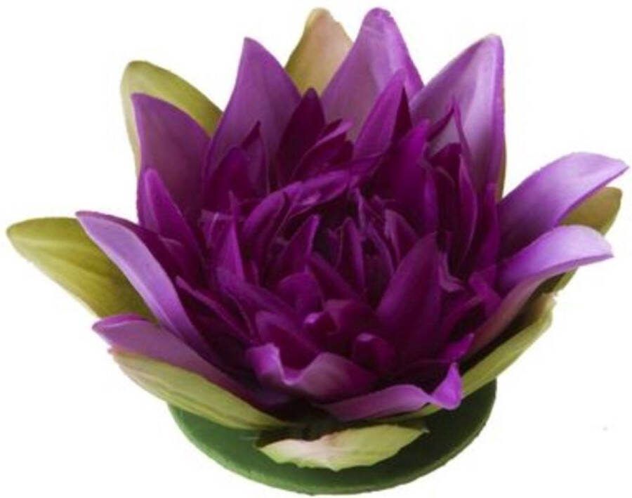 Velda Vijver Vijvertechniek Drijvende Vijverplant Lotus Paars 13Cm
