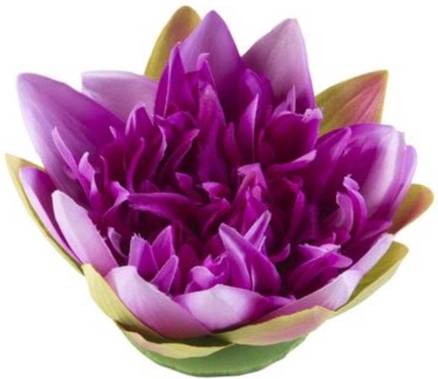 Velda Vijver Vijvertechniek Drijvende Vijverplant Lotus Paars 17Cm