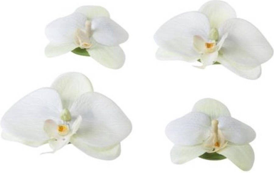 Velda Vijver Vijvertechniek Drijvende Vijverplant Orchidee Wit 7 9Cm
