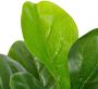 VidaXL -Kunstplant-met-pot-vioolbladplant-90-cm-groen - Thumbnail 2
