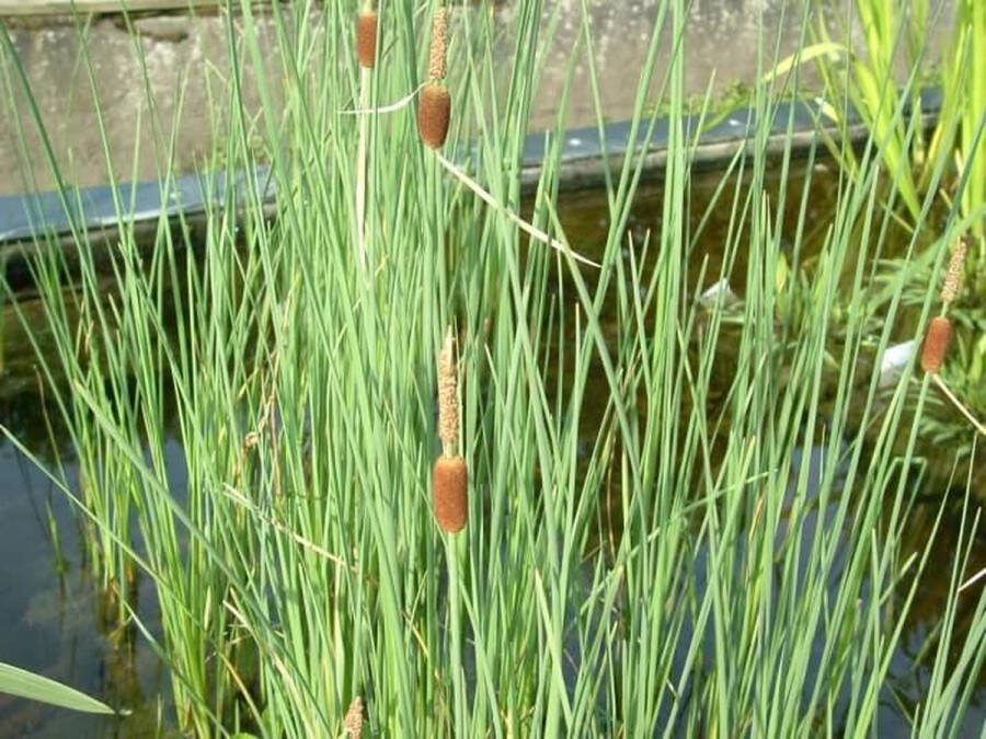 Vijverplanten-Webshop Dwerglisdodde (Typha minima) Vijverplant 3 losse planten Om zelf op te potten