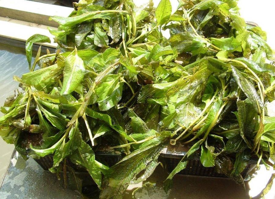 Vijverplanten-Webshop Glanzend fonteinkruid (Potamogeton lucens) Vijverplant Zuurstofplant Per 4 manden