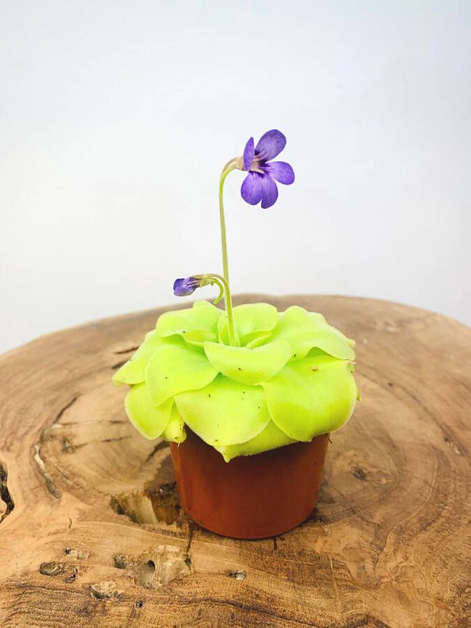 Vleesetendeplant.nl Pinguicula Setje Vetblad 'Tina' 2 stuks Potmaat: ø 8.5 cm hoogte: 25 cm Deze prachtige vleesetende planten soort kan een prachtige bloem groeien