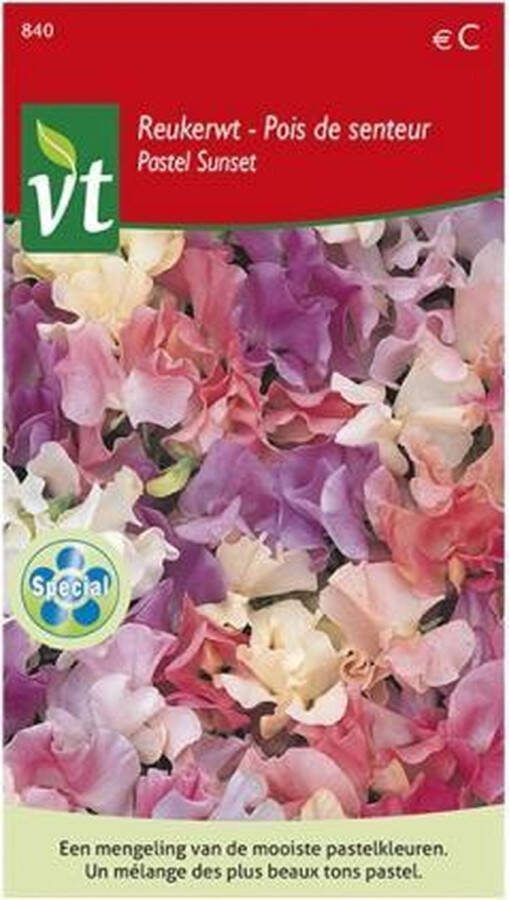 VT Reukerwt 'Pastel Sunset' Zaden Kleurrijke Klimplant met Geurige Bloemen
