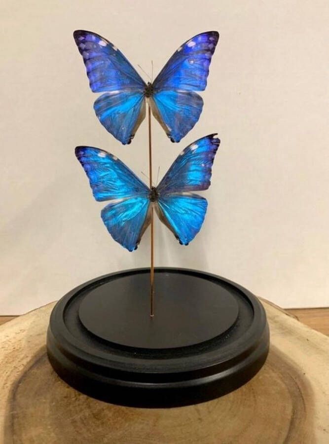 Vtw Living Vlinder in Glazen Stolp Vlinders Blauw 30 cm hoog