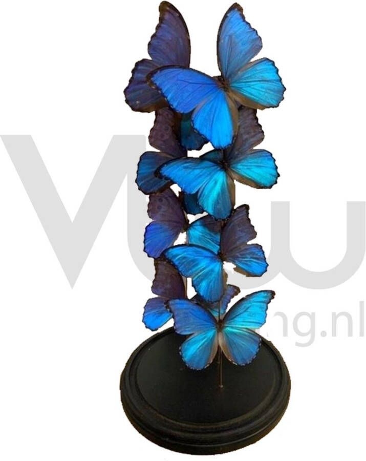 Vtw Living Vlinder in Glazen Stolp Vlinders Blauw 60 cm hoog