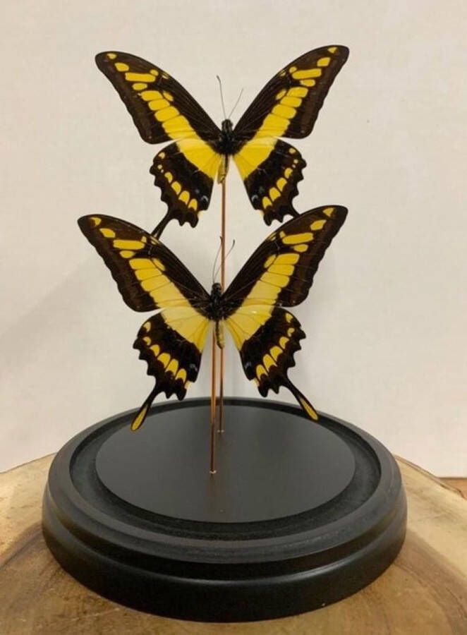 Vtw Living Vlinder in Glazen Stolp Vlinders Geel 30 cm hoog