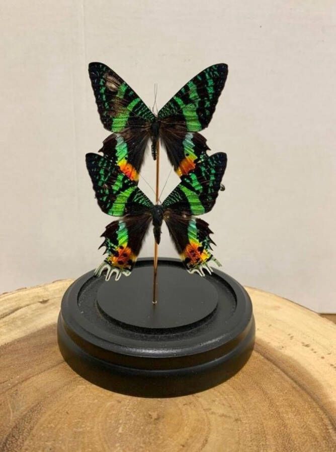 Vtw Living Vlinder in Glazen Stolp Vlinders Groen 20 cm hoog