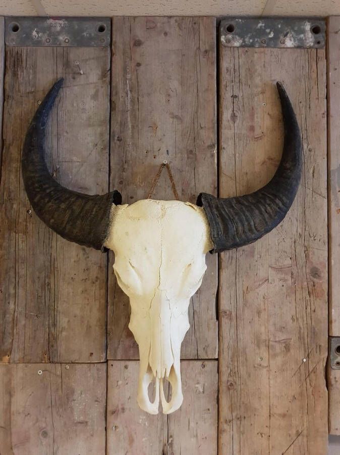 Vtw Living Waterbuffel Skull Echt Skull Waterbuffel Dierenschedel Wanddecoratie Muurdecoratie Skull Voor Aan De Muur 65 cm