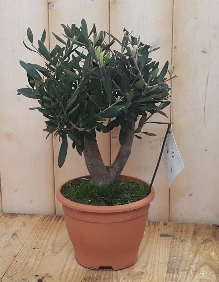 Decoratief Beeld Olijfboom Olea Europaea Kunststof Warentuin Natuurlijk Groen