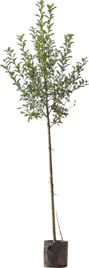 Warentuin Natuurlijk Grote appelboom Jonagold Malus domestica Jonagold 350 cmWarentuin N