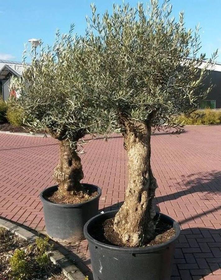 Warentuin Natuurlijk Olijfboom Olea 240 cm XL-stam