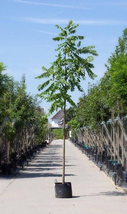 Warentuin Natuurlijk Zwarte walnotenboom Juglans nigra h 350 cm st. omtrek 12 cm