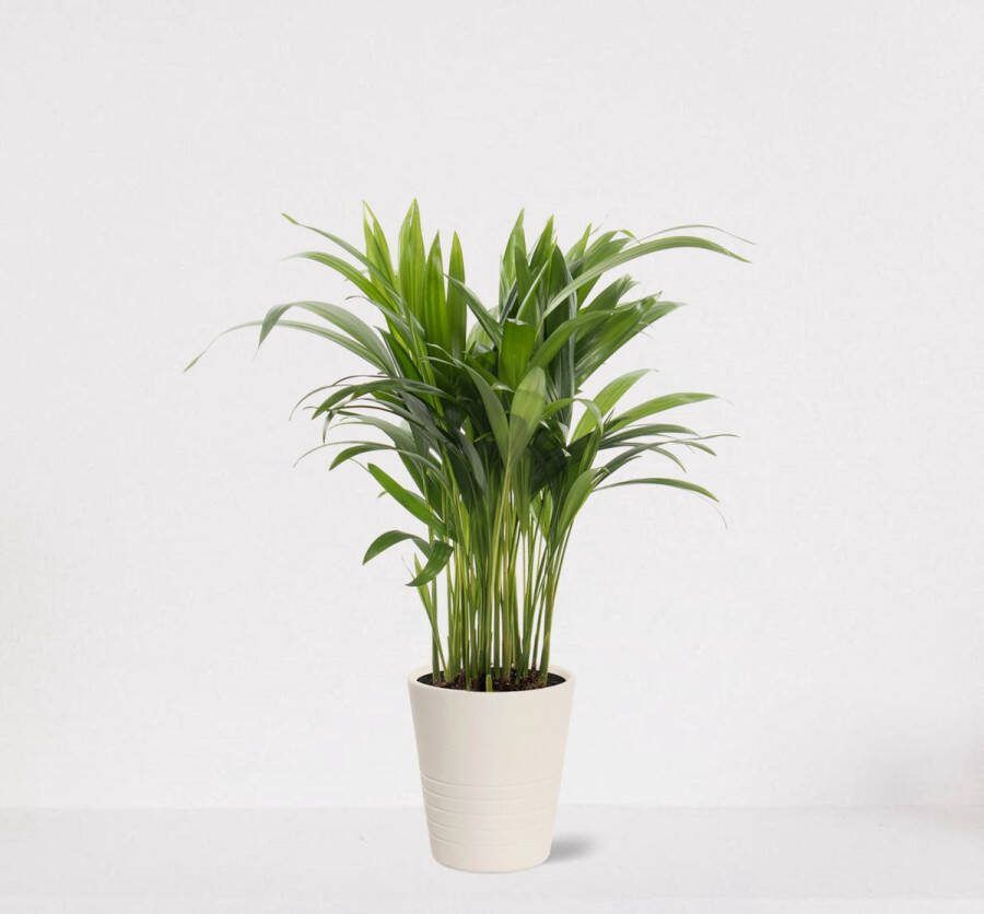What-Women-Want Areca in sierpot Babe Wit – luchtzuiverende kamerplant – eenvoudig te onderhouden Goudpalm ↕35-50cm Ø13 – geleverd met plantenpot – vers uit de kwekerij