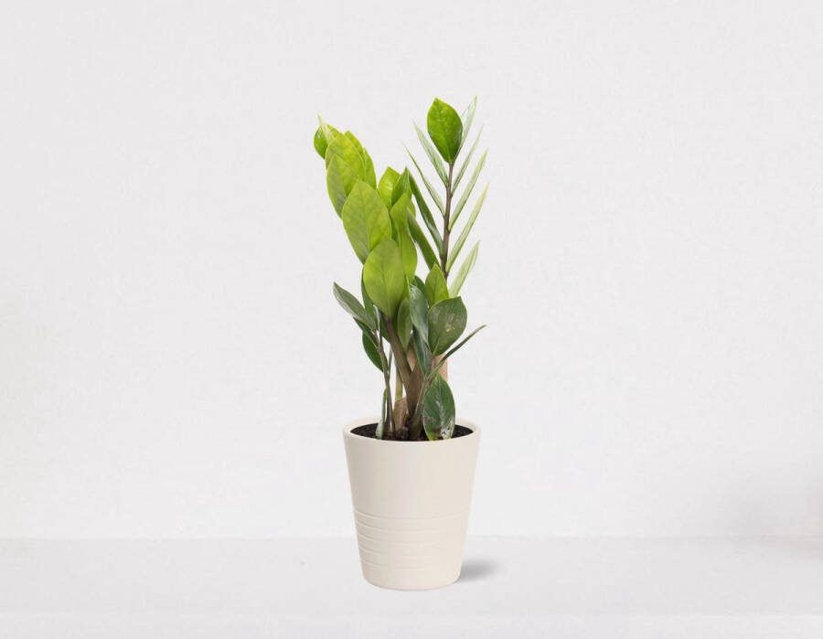 What-Women-Want Zamioculcas in sierpot Babe creme – luchtzuiverende kamerplant – eenvoudig te onderhouden emerald palm 30-40cm Ø13 – geleverd met plantenpot – vers uit de kwekerij