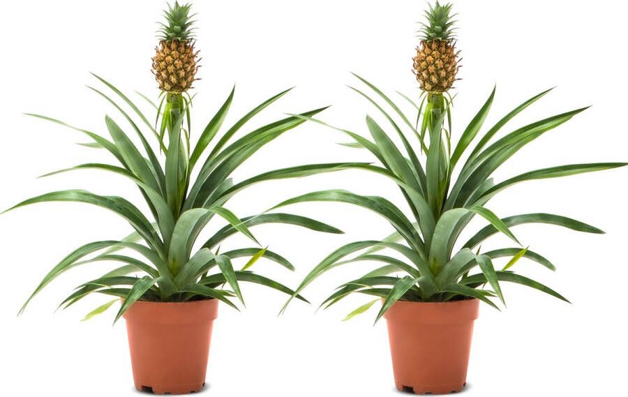 WLplants WL Plants 2x Ananasplant Ananas Comosus Kamerplanten Bromelia Anti Snurk Zeer Luchtzuiverend Gemakkelijk Te Verzorgen ± 45cm hoog 12 cm diameter In Kweekpot