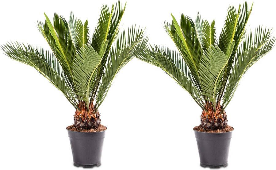 WLplants WL Plants 2x Cycas Revoluta Vredespalm Sagopalm Palmvaren Kamerplanten Zeer Gemakkelijk te Verzorgen ± 55cm hoog 14cm diameter In Kweekpot