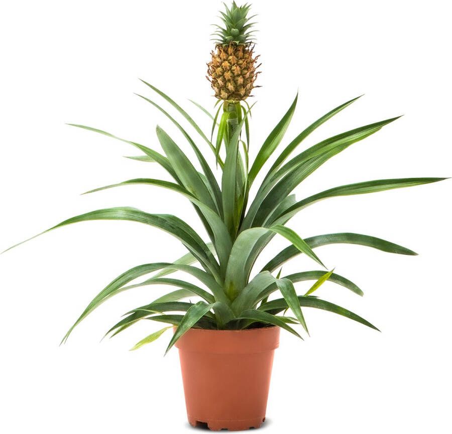 WLplants WL Plants Ananasplant Ananas Comosus Kamerplanten Bromelia Anti Snurk Zeer Luchtzuiverend Gemakkelijk Te Verzorgen ± 45cm hoog – 12 cm diameter In Kweekpot