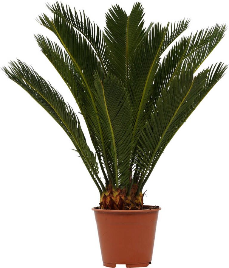 WLplants WL Plants Cycas Revoluta Vredespalm Sagopalm Palmvaren Kamerplanten Zeer Gemakkelijk te Verzorgen ± 60cm hoog 17cm diameter In Kweekpot