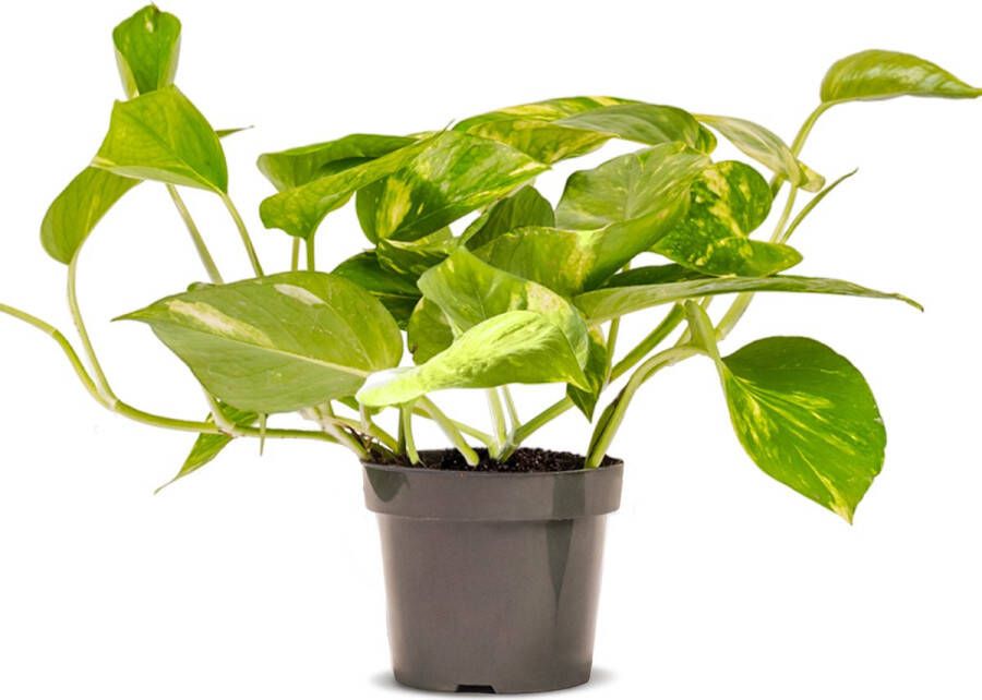 WLplants WL Plants Epipremnum Aureum Drankenklimop Hangplant Hangplanten Voor Binnen Kamerplanten Ook Geschikt Als Klimplant Gemakkelijk te verzorgen ± 30cm hoog 17cm diameter In Kweekpot