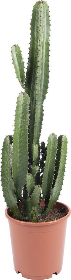WLplants WL Plants Euphorbia Acrurensis Cactus Cowboycactus Kamerplanten ± 80cm hoog 24cm diameter in Kweekpot