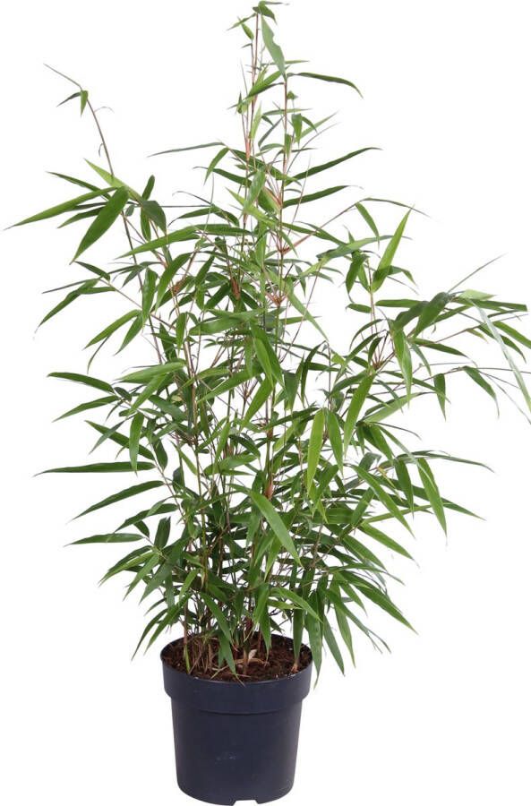 WLplants WL Plants Fargesia Rufa Bamboe Plant Niet woekerend Winterhard Groenblijvend Tuinplanten ± 80cm hoog 23cm diameter in Kweekpot