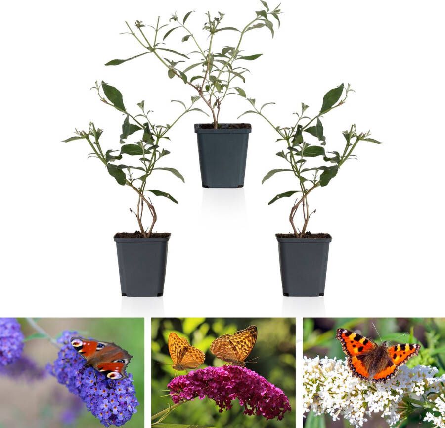 WLplants WL Plants Mix van 3 Buddleja Davidii 'Pink Delight' 'Nanho Blue' 'White Profusion' Roze Wit en Blauw Vlinderstruik Winterhard Tuinplanten ± 25cm hoog 9cm diameter in Kweekpot