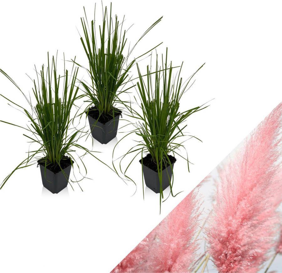WLplants WL Plants Set van 3 Cortaderia Selloana Roze Pampasgras Tuinplanten Siergras Winterhard ± 25cm hoog 9cm diameter in Kweekpot