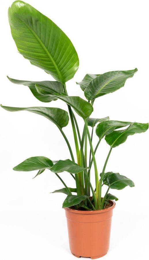 WLplants WL Plants Strelitzia Nicolai Paradijsvogelplant Paradijsvogelbloem Kamerplanten Luchtzuiverende Kamerplanten ± 75cm hoog 19cm diameter in Kweekpot
