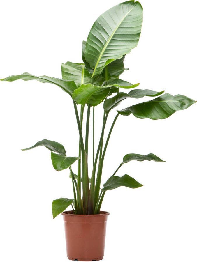 WLplants WL Plants Strelitzia Nicolai Paradijsvogelplant Paradijsvogelbloem Kamerplanten Luchtzuiverende Kamerplanten ± 100cm hoog 21cm diameter in Kweekpot