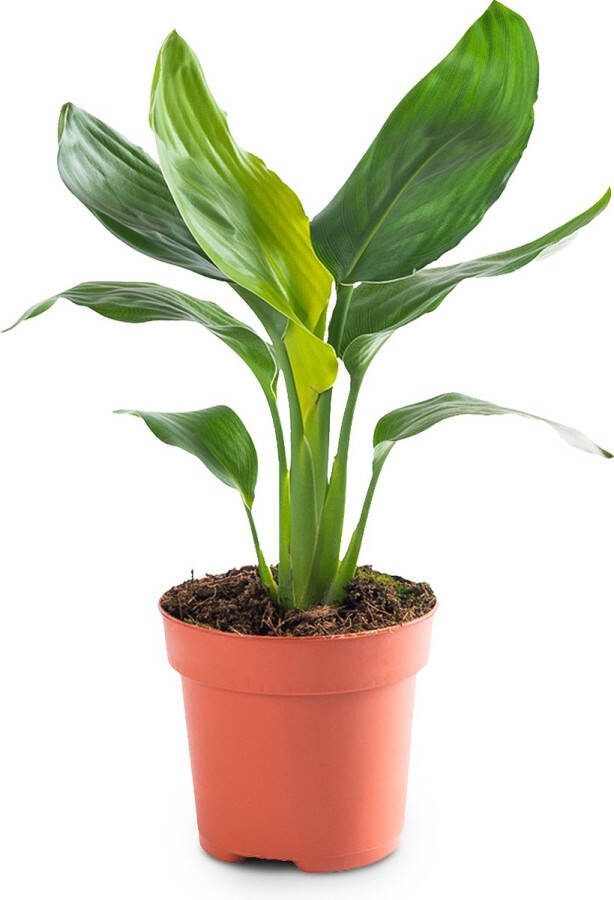 Bloomique WL Plants Strelitzia Reginae Paradijsvogelbloem Paradijsvogelplant Kamerplanten Luchtzuiverende Kamerplanten ± 35cm hoog 12cm diameter in Bruine Mand