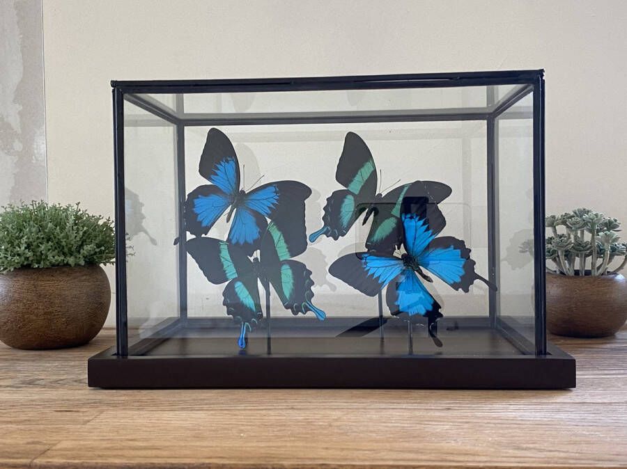 World of wonders Deco Glazen vitrine met echte opgezette vlinders Papilio Ulysses en Papilio Blumei