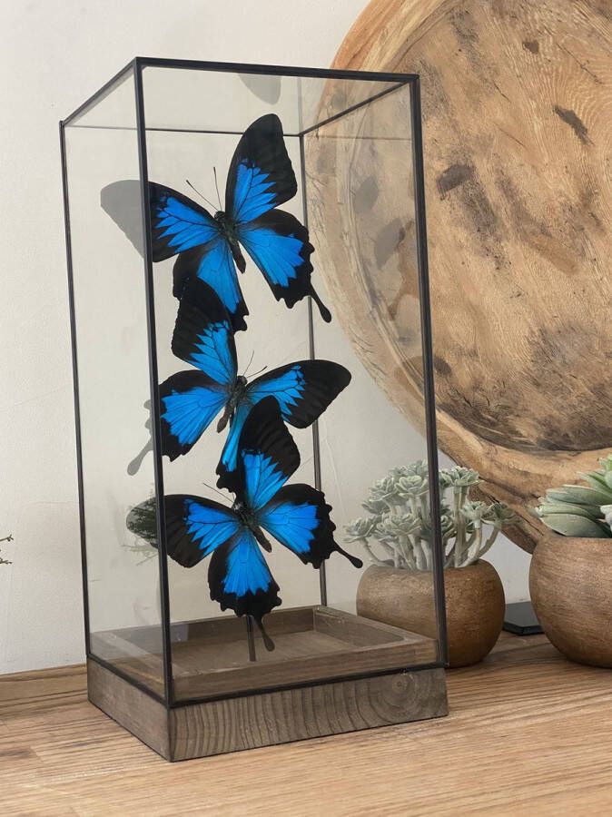 World of wonders Deco Glazen Vitrine met echte Papilio Ulysses vlinders