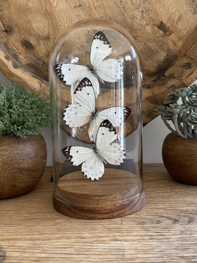 World of wonders Deco Stolp met 3 echte opgezette Belenois Calypso vlinders