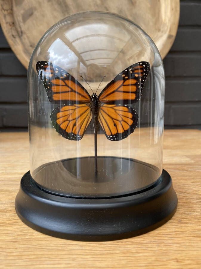 World of wonders Deco Stolp met echte opgezette Danaus Plexippus vlinder