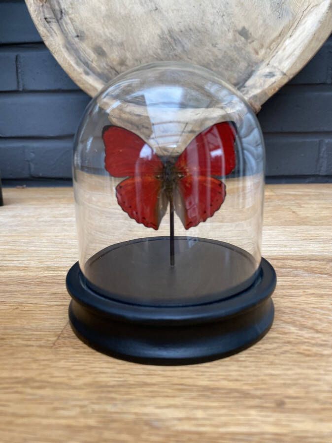 World of wonders Deco Stolp met opgezette Cymothoe Sangaris vlinder