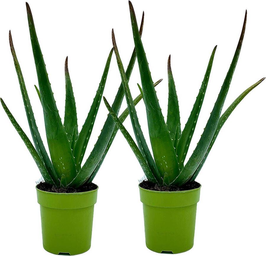 YouFlowers Aloë Vera 2 stuks Ø 12 cm Hoogte: 40cm Plant Kamerplant Vetplant Succulent Aloë luchtzuiverend makkelijk te onderhouden