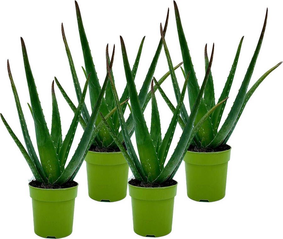 YouFlowers Aloë Vera 4 stuks Ø 12 cm Hoogte: 40cm Plant Kamerplant Vetplant Succulent Aloë luchtzuiverend makkelijk te onderhouden