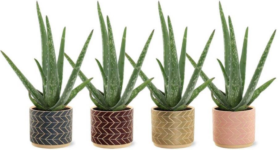 YouFlowers Aloë Vera 4 stuks Inclusief luxe potten Ø 12 cm Hoogte: 30cm Plant Kamerplant Vetplant Succulent Aloë luchtzuiverend makkelijk te onderhouden