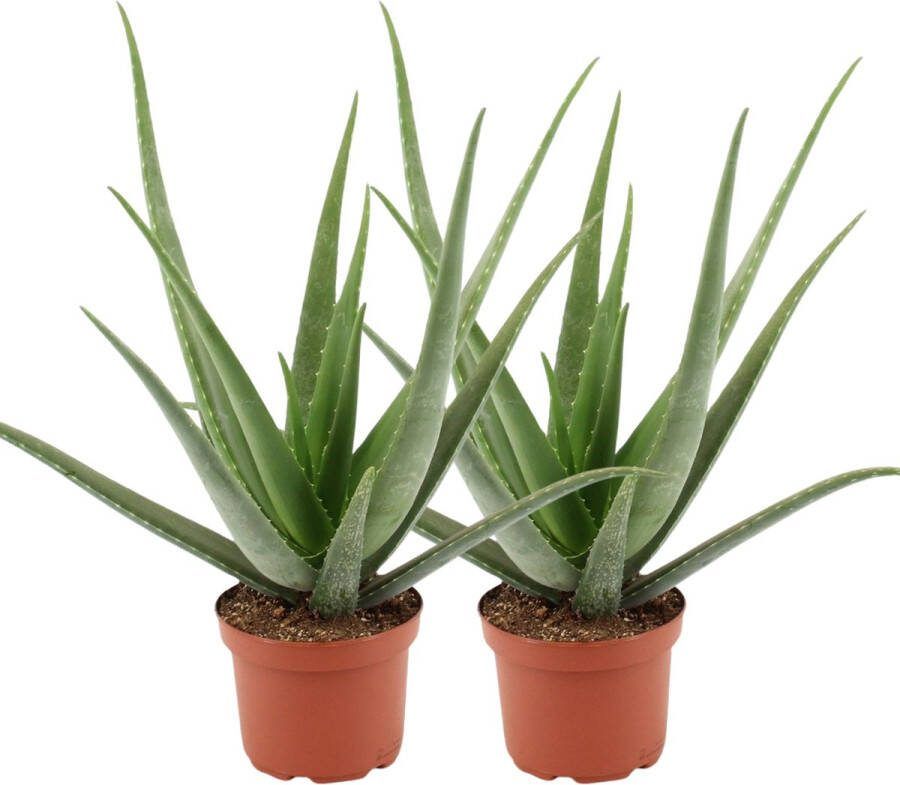 YouFlowers XXL Aloë Vera 2 stuks Ø 19 cm Hoogte: 60cm Vetplant Makkelijk te onderhouden Aloe Vera Kamerplant Vetplant Succulent Aloë luchtzuiverend