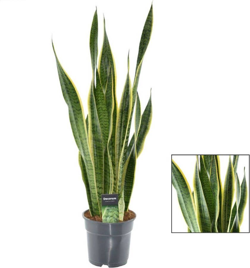 YouFlowers XXL Sansevieria Laurentii Vrouwentong Ø 17cm Hoogte: 70cm Makkelijk te verzorgen kamerplant Plant Vetplant