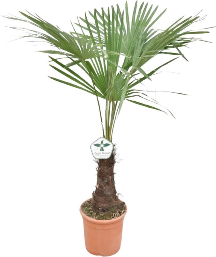 YouFlowers Trachycarpus Fortunei Winterharde Palmboom Aziatische Waaierpalmboom Pot 27cm Hoogte 150+cm Buiten plant Tuinplant boom