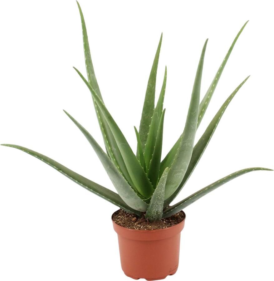 YouFlowers XXL Aloë Vera Ø 19 cm Hoogte: 60cm Vetplant Makkelijk te onderhouden Aloe Vera Kamerplant Vetplant Succulent Aloë luchtzuiverend