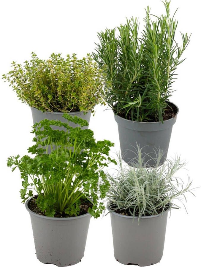 ZynesFlora Italiaanse Kruidenplanten 4 Stuks Ø 12 cm Hoogte: 12-15 cm Buitenplant Kamerplant Tuinkruiden