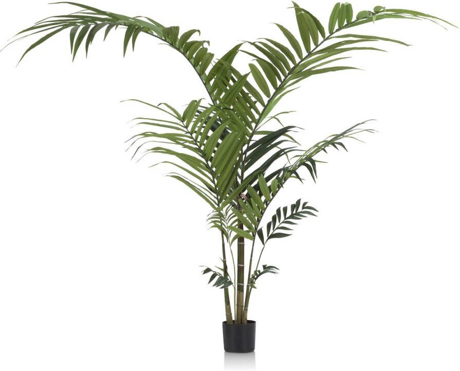 COCO maison Kentia palm plant 210cm