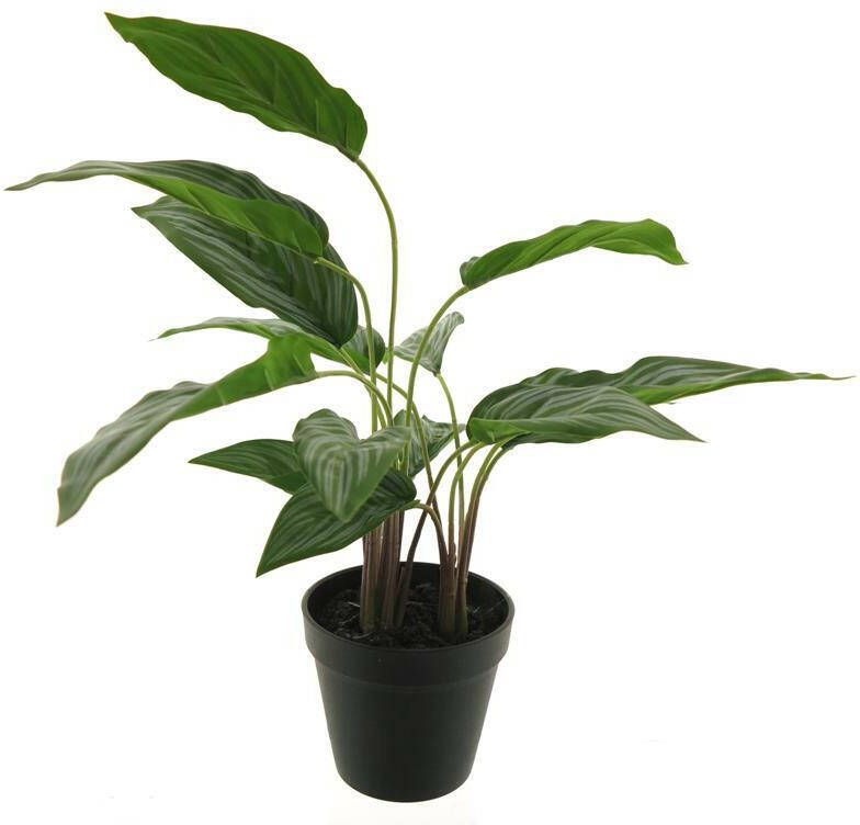 Coppens Aglaonema silver king plant in pot green 53cm