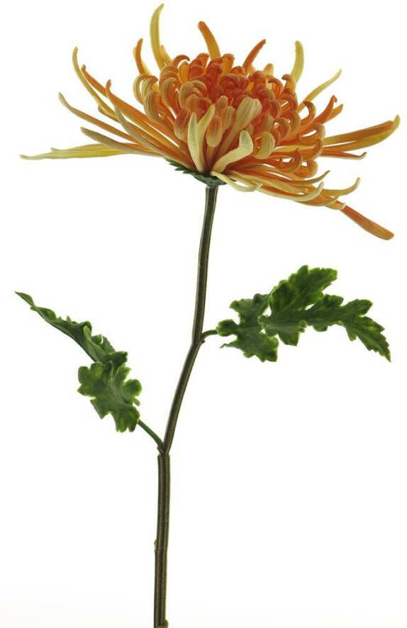 Coppens Chrysanthemum monaco peach 68cm