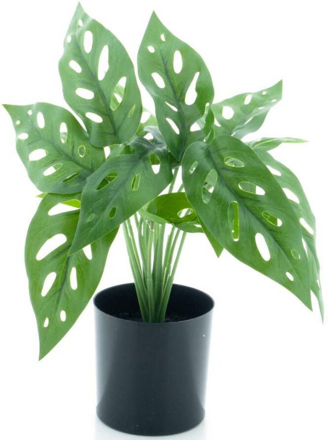 Coppens Monstera plant in pot green 30cm